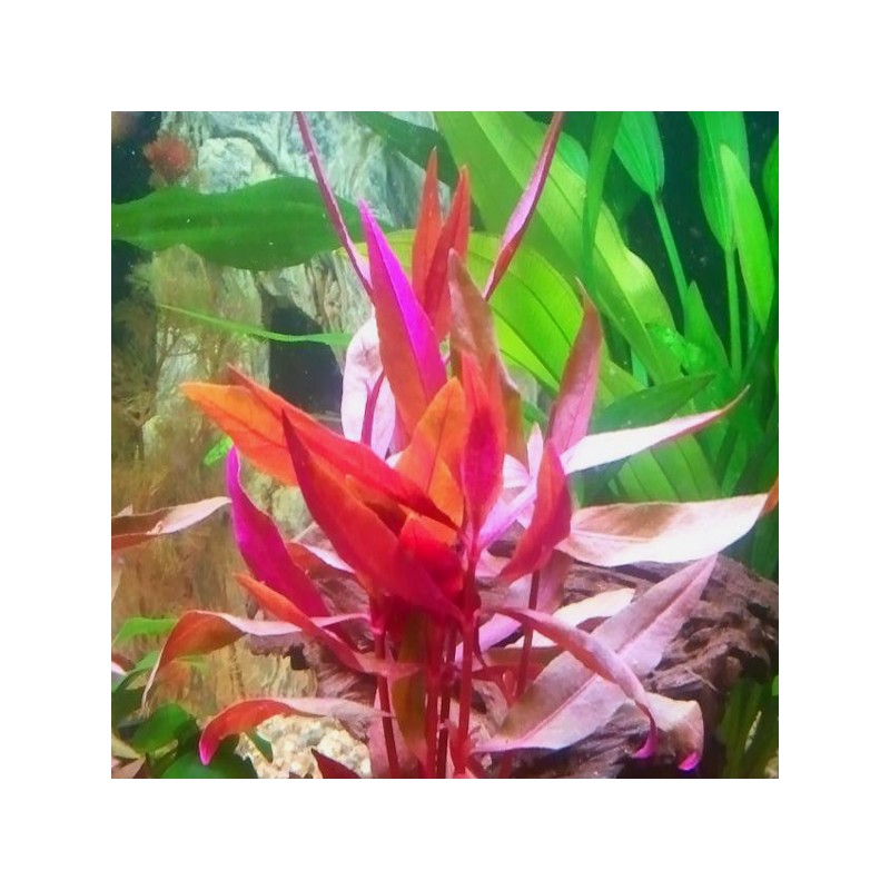 Plantes d'aquarium colorées : Alternanthera Splendens pour aquarium eau  douce - 3.85€