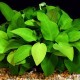 Anubias Barteri, taille XL, mère 14,50 €