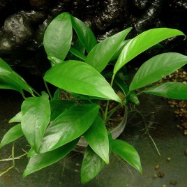 Anubias Lanceolata