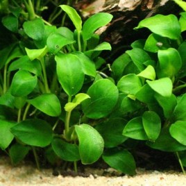 Anubias Nana, taille XL