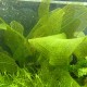 Aponogeton Henkelianus 6,50 €