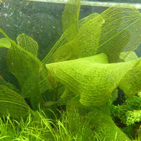 Aponogeton Henkelianus 6,50 €