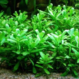 Bacopa Monnieri