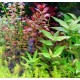 5 plantes + 1 offerte pour moyen plan (suivant dispo) 18,95 €