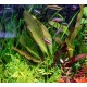 5 plantes + 1 offerte de différentes tailles (suivant dispo) 18,95 €