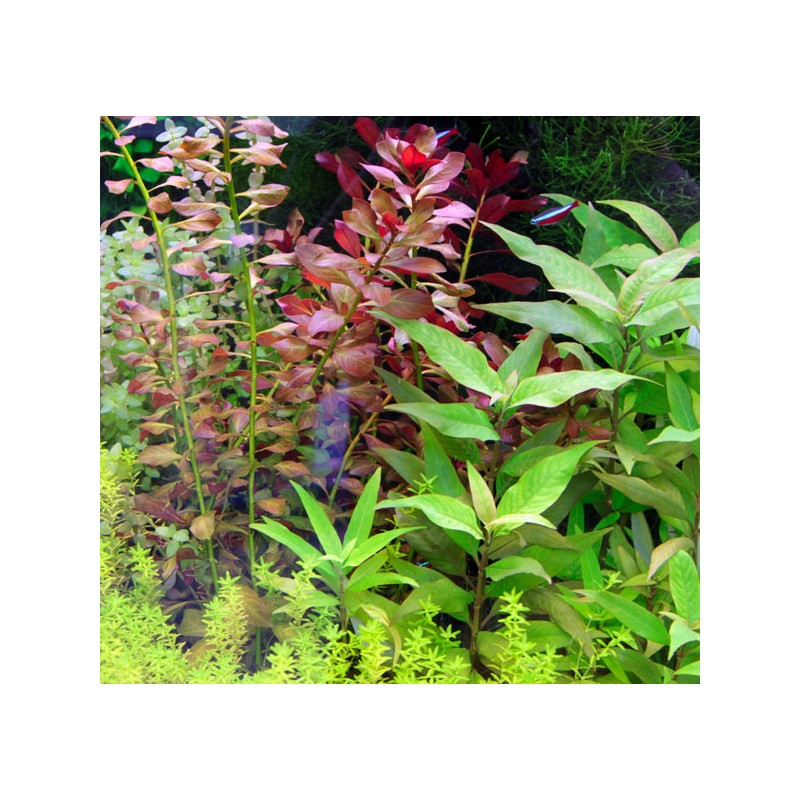 plantes aquatique en lot Lot de 10 plantes assorties de différentes... plantes aquatique en lot Lot de 10 plantes assorties de différentes...