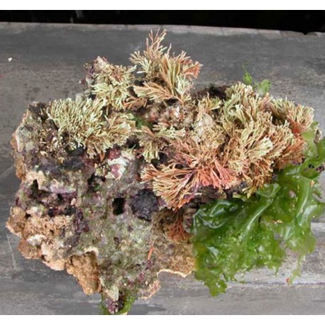 Pierres vivantes d'Indonésie Premium, 1ère Qualité, le kg