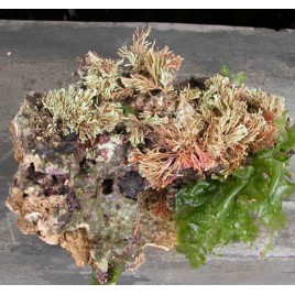 100 kg de pierres vivantes d'Indonésie Premium 1ère Qualité