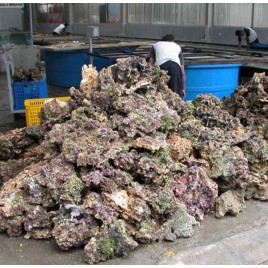 Pierres vivantes d'Aquaculture d'Indonésie vendue au kilo