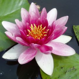 Nymphaea attraction 