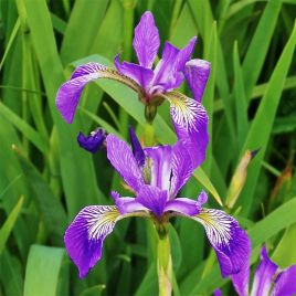 IRIS versicolor (bleu/blauw)