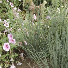 JUNCUS inflexus (glaucus) (épis/gras)