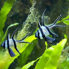 Pterapogon kauderni d'élevage 2-3 cm (lot de 2)