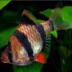 Puntigrus Tetrazona - Barbus de sumatra 3-4 cm lot de 5 18,50 €