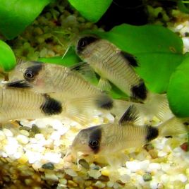 Corydoras Panda 3-4cm le lot de 2 