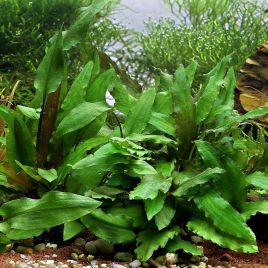 Cryptocoryne Wendtii verte