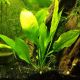 Echinodorus Amazonicus pied mère 14,50 €