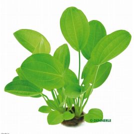 Echinodorus Cordifolius harbich,plante mère 