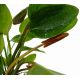 Echinodorus Cordifolius harbich,plante mère 