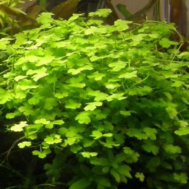 Hydrocotyle tripartita