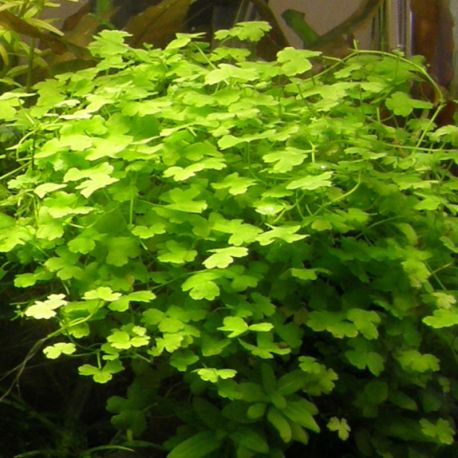 Hydrocotyle Leucocephala 3 50