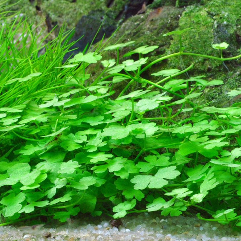Plantes d'eau douce H Hydrocotyle Leucocephala