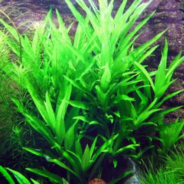 Hygrophila Angustifolia 3,75 €