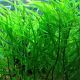 Hygrophila Angustifolia 3,75 €