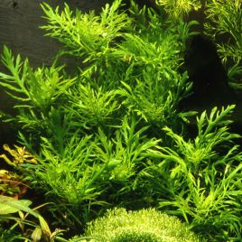 Hygrophila difformis 3,75 €