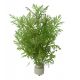 Hygrophila difformis 3,75 €