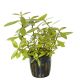 Hygrophila rosanervig 3,75 €