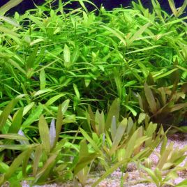 hygrophila polysperma 3,75 €