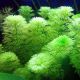 Limnophila Sessiliflora 3,75 €