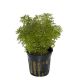 Limnophila Sessiliflora 3,75 €