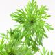 Limnophila Sessiliflora 3,75 €