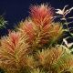 Limnophila aromatica 3,75 €