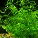 Micranthemum Micranthemoides 3,75 €