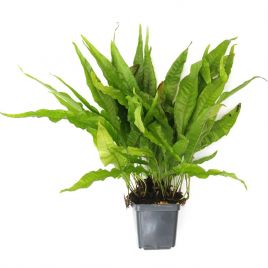 Microsorium Pteropus,plante mère