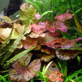 Nymphea species red/Vert le lot de 5