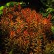 Rotala Rotundifolia 3,75 €