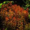 Rotala Rotundifolia