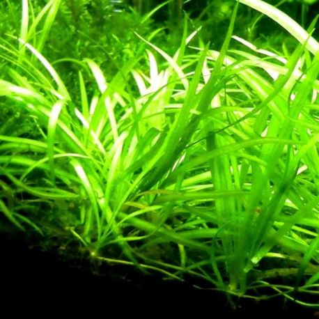 Sagittaria subulata 3,75 €