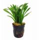 Sagittaria subulata 3,75 €