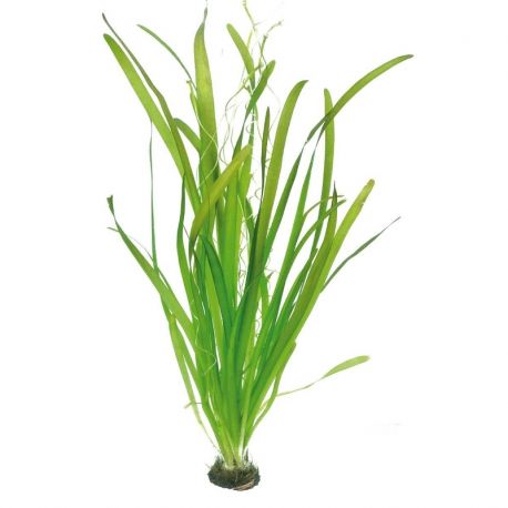 vallisneria gigantea 5,50 €