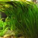 vallisneria gigantea 5,50 €