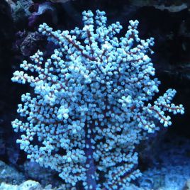 Anthogorgia sp blue sea fan - Acalycigorgia - Gorgone rouge et bleue 10-12 cm