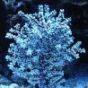 Anthogorgia sp blue sea fan - Acalycigorgia - Gorgone rouge et bleue 10 cm