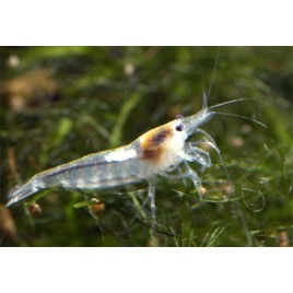 Neocaridina zhangjiajiensis  - Crevette Snow Ball *