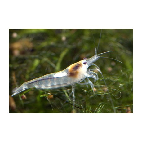 Neocaridina zhangjiajiensis  - Crevette Snow Ball *
