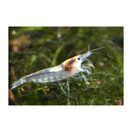 Neocaridina zhangjiajiensis - Crevette Snow Ball *  3,50 €